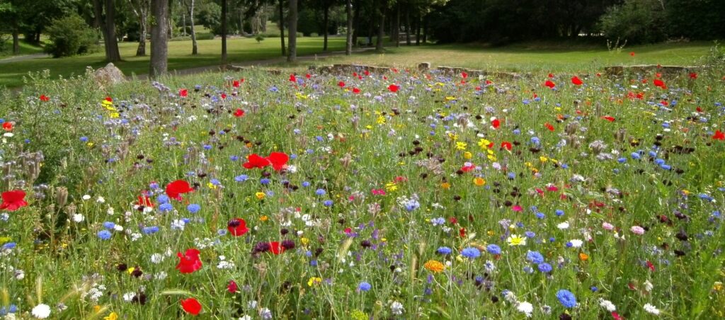 Our expertly planted native wildflower areas transform barren spaces into vibrant islands, meadows and strips bursting with life, supporting your ecological credentials.