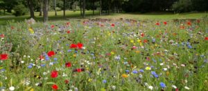 Our expertly planted native wildflower areas transform barren spaces into vibrant islands, meadows and strips bursting with life, supporting your ecological credentials.