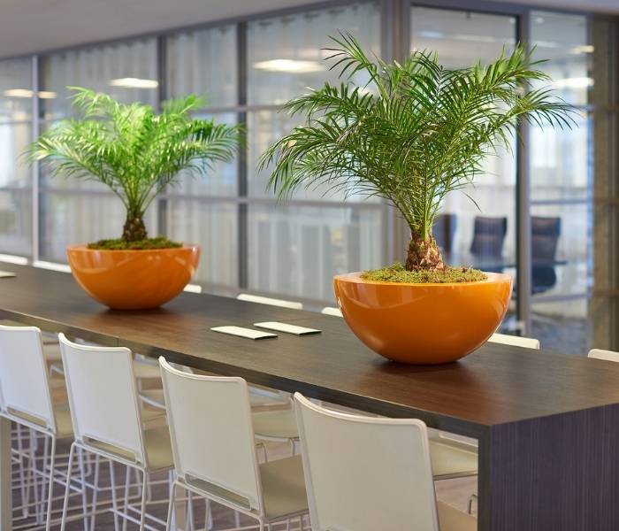Interior Planting Options for Healthier, More Welcoming Workplaces