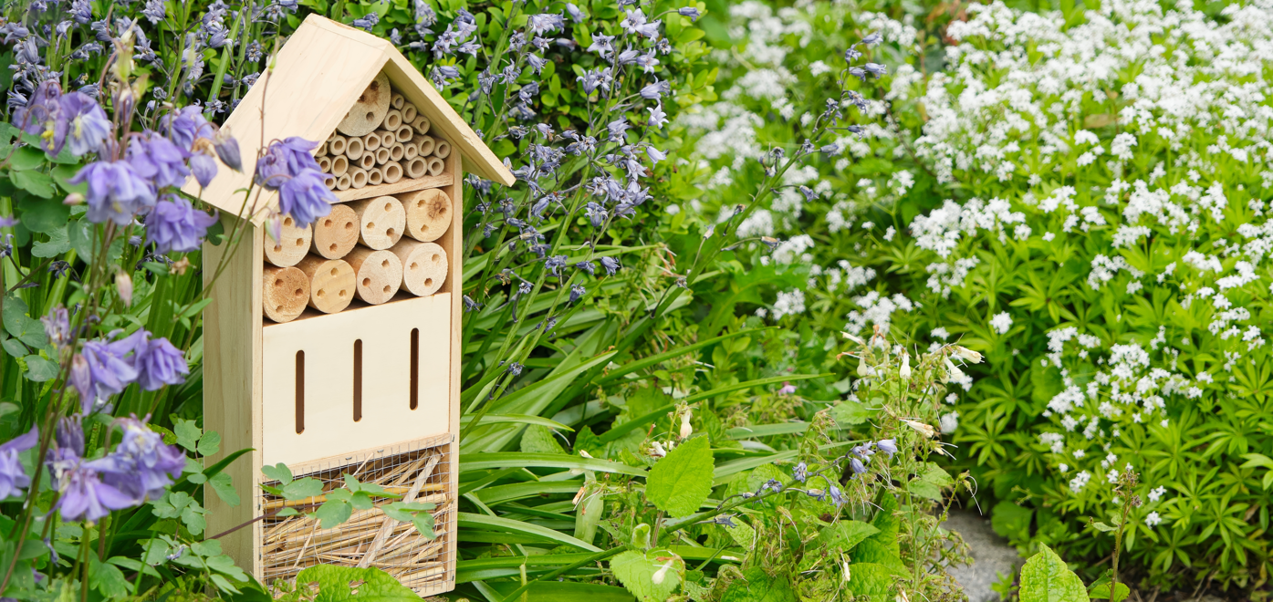 Biodiversity Image 3 - Blog Post