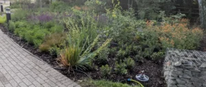 Commercial soft landscaping