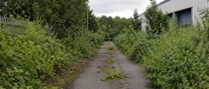 Overgrown Vegetation